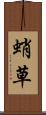 蛸草 Scroll