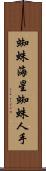 蜘蛛海星 Scroll