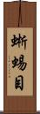 蜥蜴目 Scroll