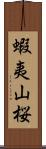 蝦夷山桜 Scroll