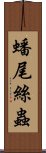 蟠尾絲蟲 Scroll