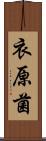衣原菌 Scroll