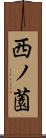 西ノ薗 Scroll