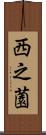 西之薗 Scroll