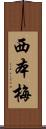 西本梅 Scroll