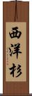 西洋杉 Scroll