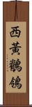 西黃鶺鴒 Scroll