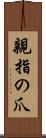 親指の爪 Scroll