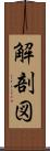 解剖図 Scroll