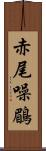 赤尾噪鶥 Scroll