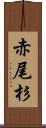 赤尾杉 Scroll