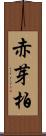 赤芽柏 Scroll