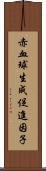 赤血球生成促進因子 Scroll