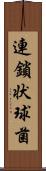 連鎖状球菌 Scroll