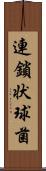 連鎖状球菌 Scroll