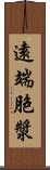 遠端胞漿 Scroll