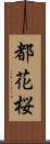 都花桜 Scroll