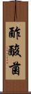 酢酸菌 Scroll