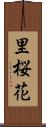 里桜花 Scroll