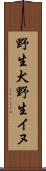 野生犬 Scroll