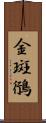 金斑鴴 Scroll