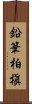 鉛筆柏槇 Scroll