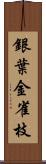 銀葉金雀枝 Scroll