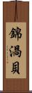 錦渦貝 Scroll