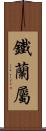 鐵蘭屬 Scroll