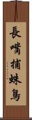 長嘴捕蛛鳥 Scroll