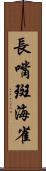 長嘴斑海雀 Scroll