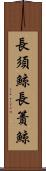 長須鯨 Scroll