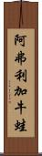 阿弗利加牛蛙 Scroll