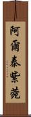 阿爾泰紫菀 Scroll