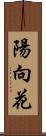 陽向花 Scroll