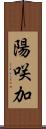 陽咲加 Scroll