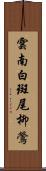 雲南白斑尾柳鶯 Scroll