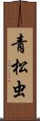 青松虫 Scroll
