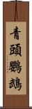 青頭鸚鵡 Scroll