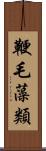 鞭毛藻類 Scroll