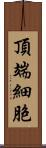 頂端細胞 Scroll