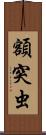 額突虫 Scroll
