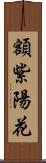 額紫陽花 Scroll