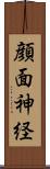 顔面神経 Scroll