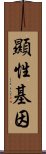 顯性基因 Scroll