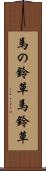馬の鈴草 Scroll