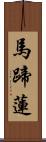 馬蹄蓮 Scroll