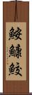 鮟鱇鮫 Scroll