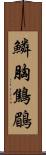 鱗胸鷦鶥 Scroll