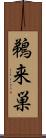 鵜来巣 Scroll